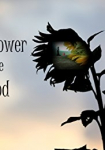 The Sunflower and the Sun God